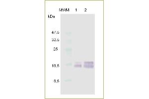 Western Blot analysis of recombinant IL-3. (IL-3 Protein (AA 20-152))