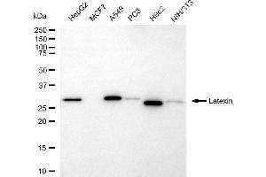 Western blotting analysis using latexin antibody (ABIN7799238).