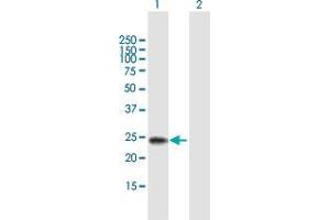 Western Blot analysis of RBPMS2 expression in transfected 293T cell line by RBPMS2 MaxPab polyclonal antibody.