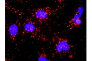 Proximity Ligation Analysis of protein-protein interactions between FADD and BID. (FADD antibody  (AA 1-208))