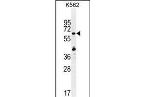 ZN Antibody (N-term) (ABIN655242 and ABIN2844845) western blot analysis in K562 cell line lysates (35 μg/lane).