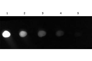 Dot Blot of Fluorescein conjugated Goat anti-GFP. (GFP antibody  (AA 246) (FITC))