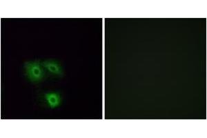 Immunofluorescence analysis of A549 cells, using OR5H1 Antibody. (OR5H1 antibody  (AA 262-311))
