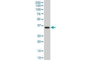 DND1 monoclonal antibody (M07), clone 2G11 Western Blot analysis of DND1 expression in Hela S3 NE .