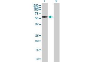 Western Blot analysis of SELL expression in transfected 293T cell line by SELL MaxPab polyclonal antibody. (L-Selectin antibody  (AA 1-372))