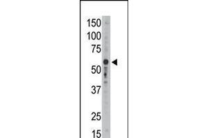 Antibody is used in Western blot to detect Siglec9 in mouse liver tissue lysate. (SIGLEC9 antibody  (C-Term))
