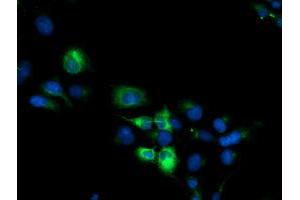 Anti-CYP2B6 mouse monoclonal antibody (ABIN2455580) immunofluorescent staining of COS7 cells transiently transfected by pCMV6-ENTRY CYP2B6 (RC217236). (CYP2B6 antibody)