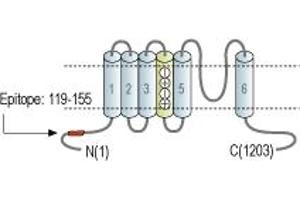 Representative domain view of the target of ABIN7885090.