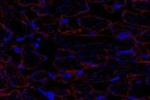 Immunofluorescent analysis of paraformaldehyde-fixed human placenta using GNE (ABIN7074056) at dilution of 1: 600 (GNE antibody)