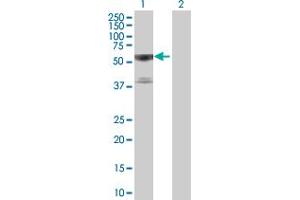 Western Blot analysis of TRAF3 expression in transfected 293T cell line by TRAF3 MaxPab polyclonal antibody. (TRAF3 antibody  (AA 1-568))