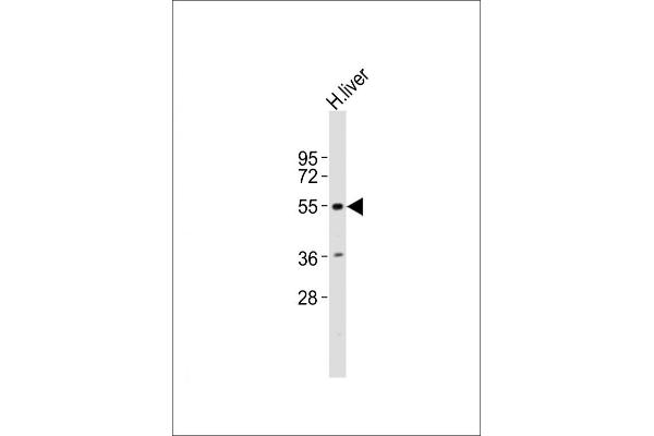 INSM2 Antikörper  (AA 192-227)