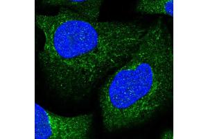 Immunofluorescent staining of human cell line U-2 OS shows localization to cytosol & mitochondria. (Aconitase 1 antibody  (AA 800-889))
