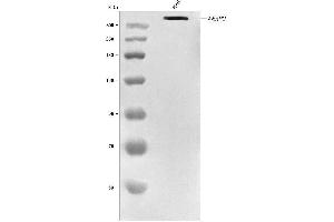 Western blot analysis of RANBP2 using anti-RANBP2 antibody (ABIN7602650). (RANBP2 antibody  (AA 906-2744))