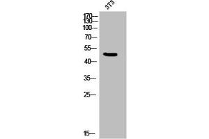 Western Blot analysis of 3T3 cells using Phospho-IL-8Rβ (S347) Polyclonal Antibody (CXCR2 antibody  (pSer347))