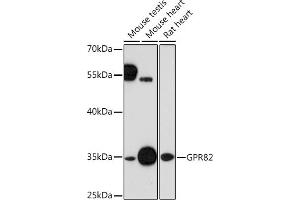 Western blot analysis of extracts of various cell lines, using GPR82 Rabbit pAb (ABIN7267312) at 1:1000 dilution. (GPR82 antibody  (AA 1-100))
