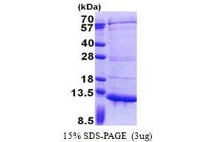 PET117 Homolog (S. Cerevisiae) (PET117) (AA 23-81) protein (His tag)