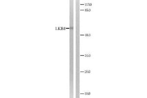 Western blot analysis of extracts from CV-1 cells treated with forsklin. (LKB1 antibody)
