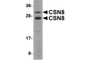 Western blot analysis of CSN8 in Human liver lysate with AP30245PU-N CSN8 antibody at 2 μg/ml.