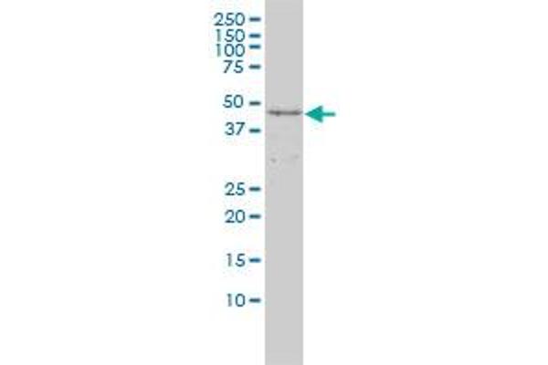 DAPK2 antibody  (AA 281-370)