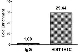 Chromatin Immunoprecipitation Hela (4*10 6 ) were treated with Micrococcal Nuclease, sonicated, and immunoprecipitated with 5 μg anti-HIST1H1C (ABIN7139589) or a control normal rabbit IgG. (HIST1H1C antibody  (meLys118))