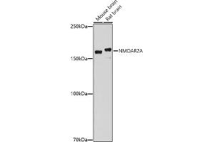 Western blot analysis of extracts of various cell lines, using NMDA antibody (ABIN1681064, ABIN3015387, ABIN3015389 and ABIN6214028) at 1:1000 dilution. (NMDAR2A antibody  (AA 1130-1400))