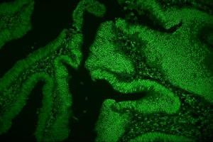 IF analysis of hnRNP D/AUF1/HNRNPD using anti-hnRNP D/AUF1/HNRNPD antibody (ABIN7602591). (HNRNPD/AUF1 antibody  (AA 88-246))