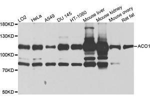 Western blot analysis of extracts of various cells, using ACO1 antibody. (Aconitase 1 antibody)