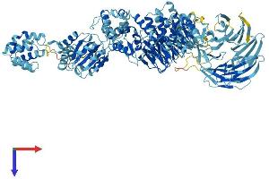 APAF1 Protein (AA 1-1249) (His tag)