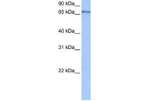 WB Suggested Anti-PABPC4 Antibody Titration:  0. (PABPC4 antibody  (Middle Region))