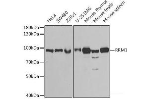 Western blot analysis of extracts of various cell lines using RRM1 Polyclonal Antibody at dilution of 1:1000. (RRM1 antibody)
