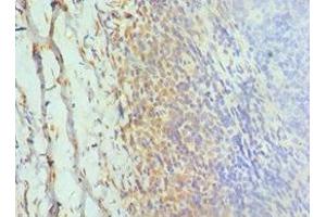 Immunohistochemistry of paraffin-embedded human tonsil tissue using ABIN7154323 at dilution of 1:100 (Golgin A2 (GOLGA2) (AA 20-300) antibody)