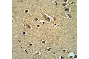 SOX10 antibody immunohistochemistry analysis in formalin fixed and paraffin embedded human brain tissue. (SOX10 antibody  (AA 231-259))