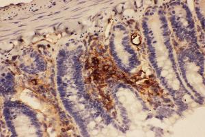 Anti-ICAM1 Picoband antibody,  IHC(P): Rat Intestine Tissue (ICAM1 antibody  (AA 198-537))