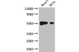 DP2 anticorps  (AA 344-386)