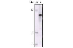 Western blot analysis using FES mouse mAb against truncated FES recombinant protein. (FES antibody  (AA 613-822))