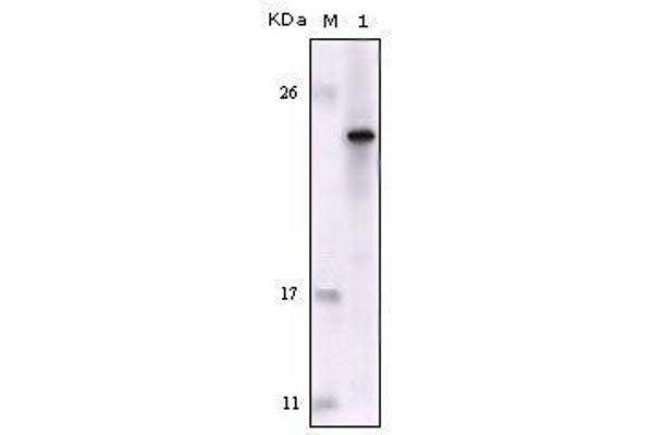 FES antibody  (AA 613-822)