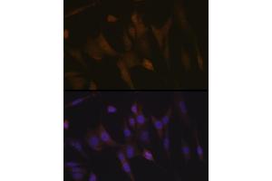 Immunofluorescence analysis of NIH-3T3 cells using Transportin 3 (Transportin 3 (TNPO3)) Rabbit mAb (ABIN7270971) at dilution of 1:100 (40x lens). (Transportin 3 antibody)
