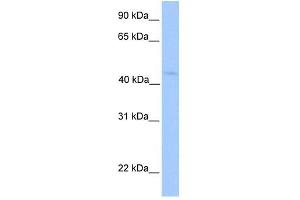 LIPT1 antibody used at 1 ug/ml to detect target protein. (LIPT1 antibody  (N-Term))