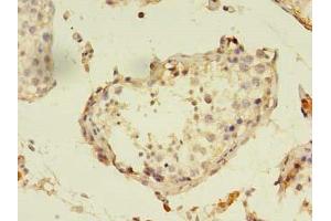 Immunohistochemistry of paraffin-embedded human testis tissue using ABIN7162599 at dilution of 1:100