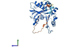 AlphaFold protein structure predicition of Human Recombinant MMACHC Protein, UniprotID Q9Y4U1 (MMACHC Protein (AA 1-282) (His tag))