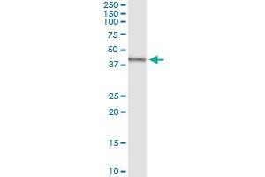 Immunoprecipitation of TRDMT1 transfected lysate using anti-TRDMT1 MaxPab rabbit polyclonal antibody and Protein A Magnetic Bead , and immunoblotted with TRDMT1 purified MaxPab mouse polyclonal antibody (B01P) . (Dnmt2 antibody  (AA 1-391))