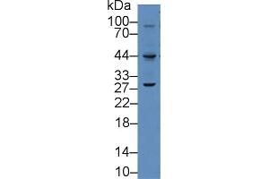 Western blot analysis of Mouse raw264. (VEGFC antibody  (AA 47-413))