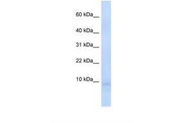 CEND1 antibody  (N-Term)