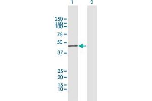 Western Blot analysis of AHSA1 expression in transfected 293T cell line by AHSA1 MaxPab polyclonal antibody. (AHSA1 antibody  (AA 1-338))