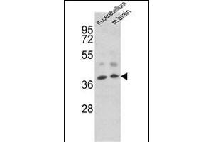 Western blot analysis of EN2 Antibody (C-term) f in mouse cerebellum, brain tissue lysates (35 μg/lane). (EN2 antibody  (C-Term))