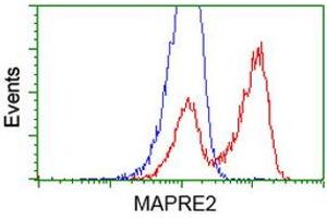 HEK293T cells transfected with either RC200259 overexpress plasmid (Red) or empty vector control plasmid (Blue) were immunostained by anti-MAPRE2 antibody (ABIN2454619), and then analyzed by flow cytometry. (MAPRE2 antibody)