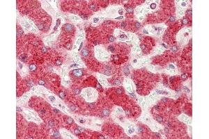 Anti-PDIA4 / ERP72 antibody IHC staining of human liver. (PDIA4 antibody  (AA 9-37))