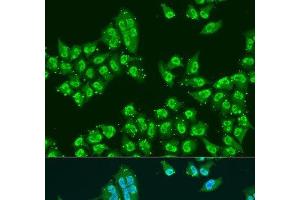 Immunofluorescence analysis of U2OS cells using THOC1 Polyclonal Antibody at dilution of 1:100. (THOC1 antibody)