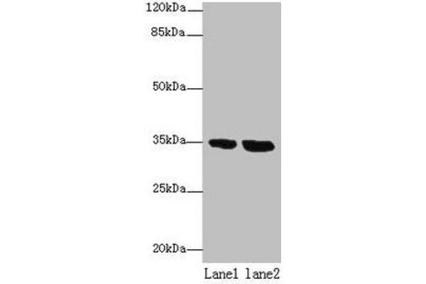 TMEM165 Antikörper  (AA 173-228)