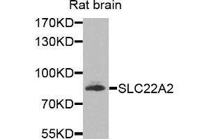 Western blot analysis of extracts of rat brain cells, using SLC22A2 antibody.